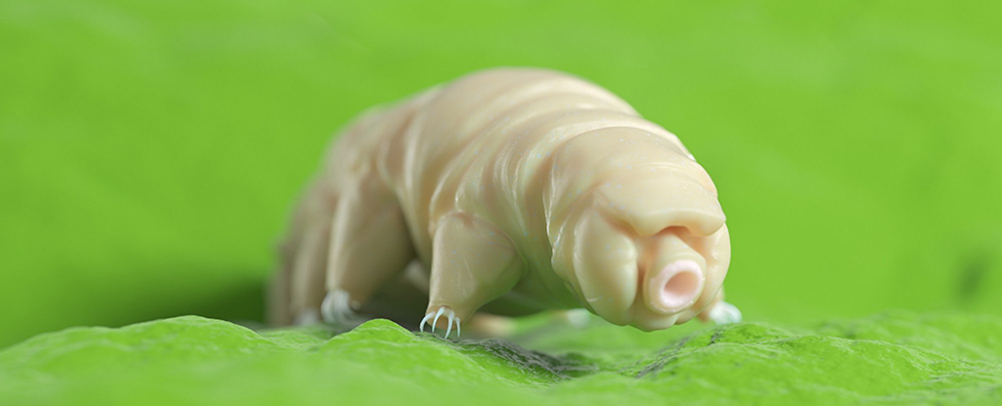 Scientists Put Tardigrade Proteins Into Human Cells. Here's What Happened.