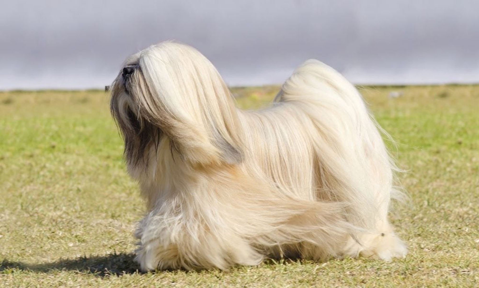 https://media-be.chewy.com/wp-content/uploads/2021/05/21104130/Lhasa-Apso-FeaturedImage-1024x615.jpg