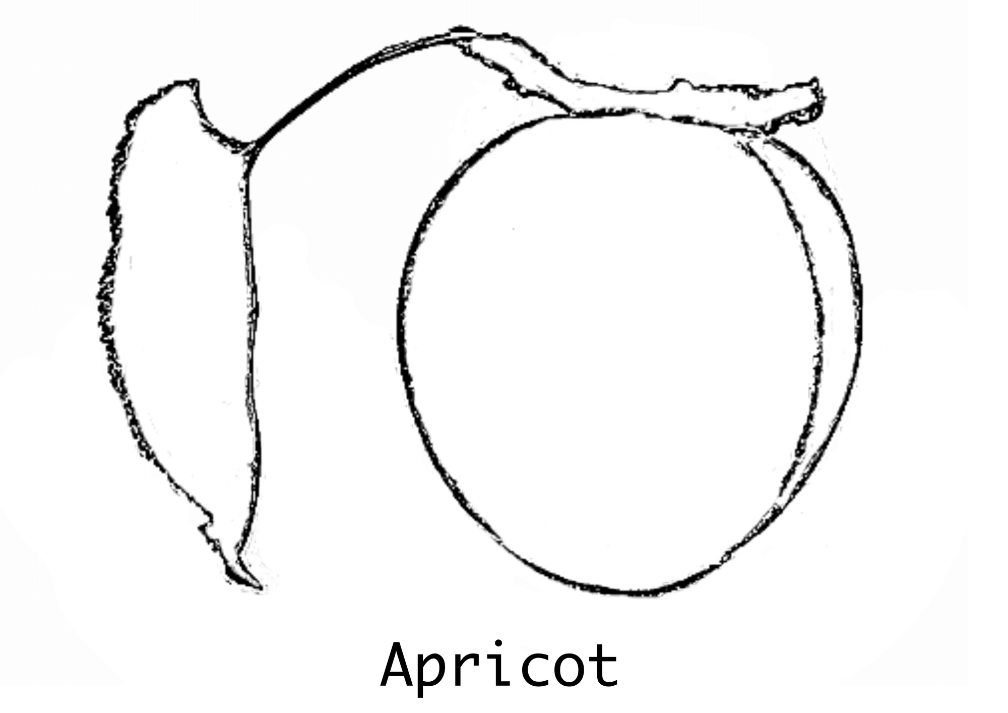 Apricot coloring page